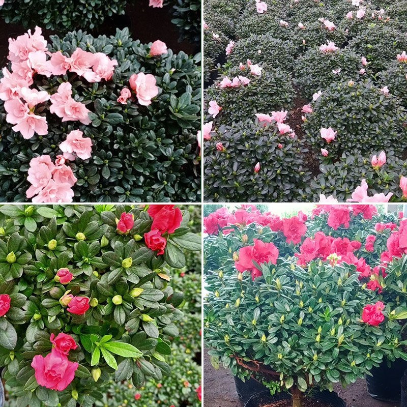 杜鹃花带花苞大盆栽植物四季开花不断花卉室内带观花植物耐寒