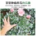 杜鹃花带花苞大盆栽植物四季开花不断花卉室内带观花植物耐寒