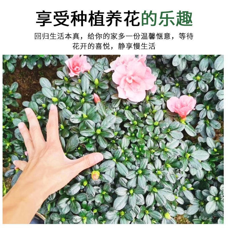 杜鹃花带花苞大盆栽植物四季开花不断花卉室内带观花植物耐寒