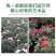 杜鹃花带花苞大盆栽植物四季开花不断花卉室内带观花植物耐寒