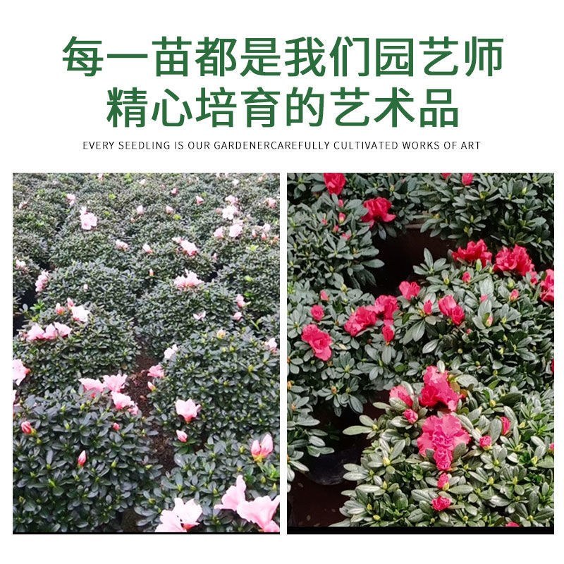 杜鹃花带花苞大盆栽植物四季开花不断花卉室内带观花植物耐寒