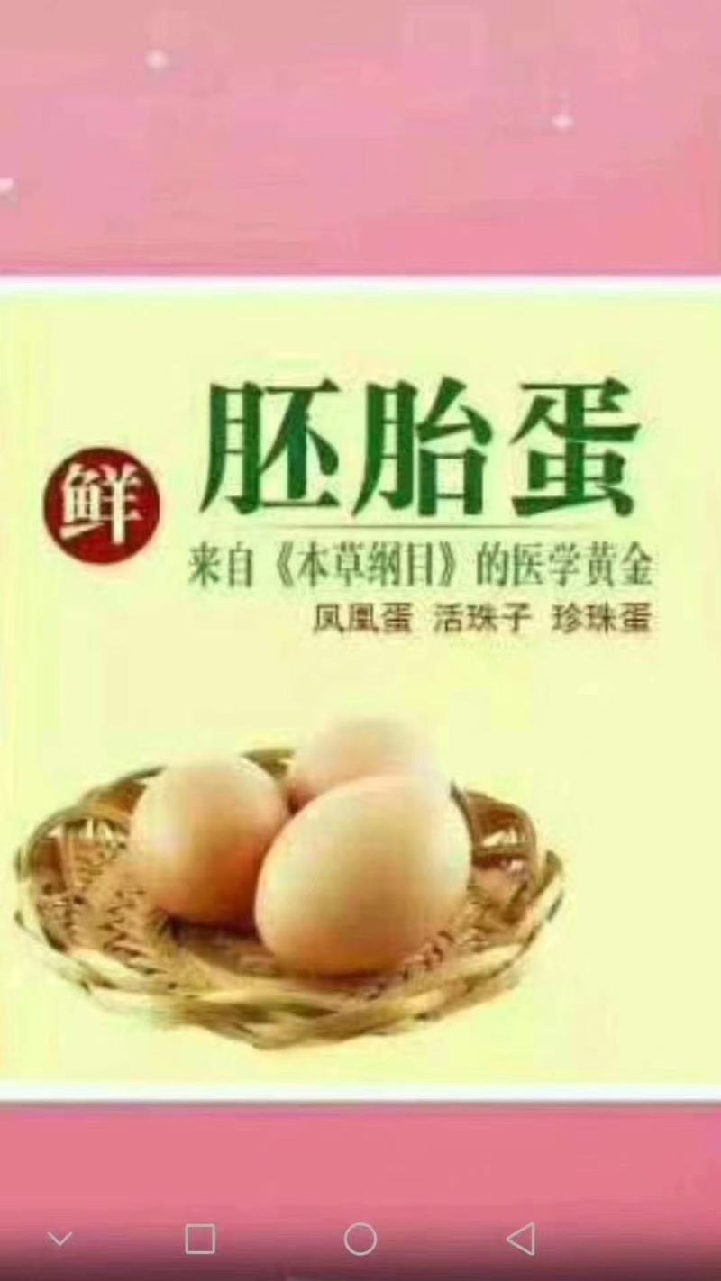 活珠蛋新鲜活珠子胚胎蛋壳里香