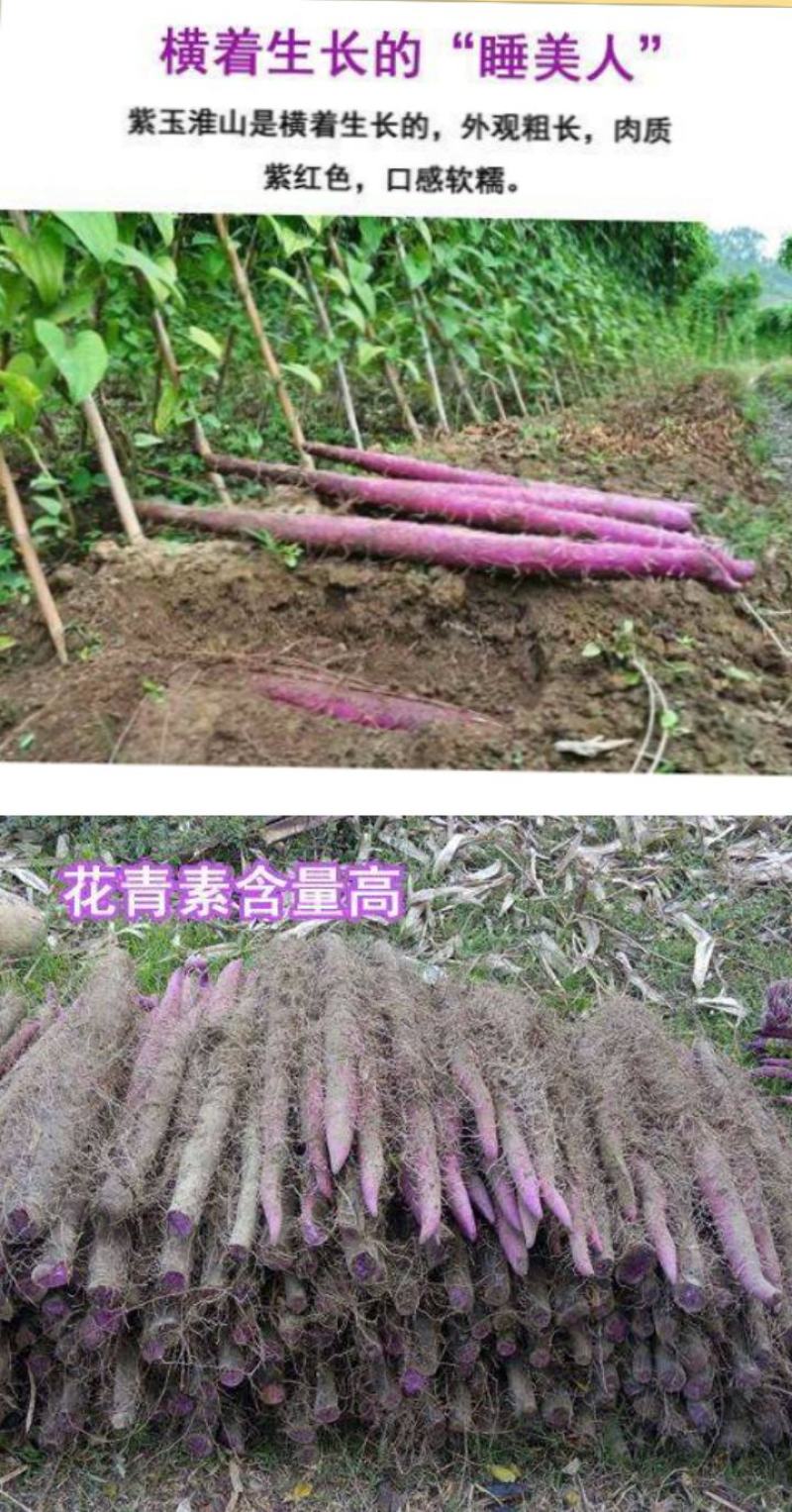山药紫色山药现挖现卖紫山药新鲜紫山药花青素山药包邮
