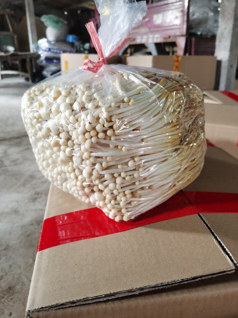 黄金针菇大量上市中，质量更好，精品黄金针菇多种包装！