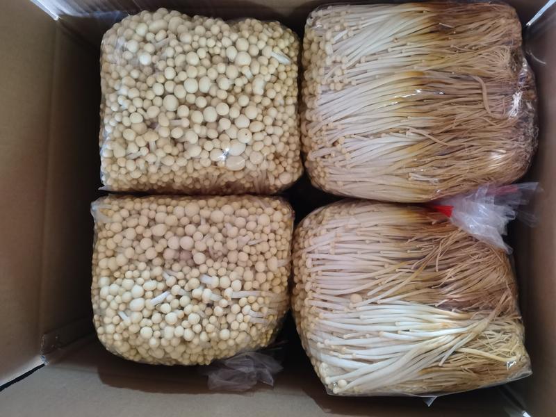 黄金针菇大量上市中，质量更好，精品黄金针菇多种包装！