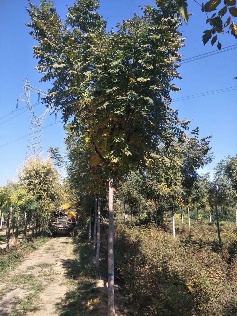 栾树，黄山栾，北栾8—15公分