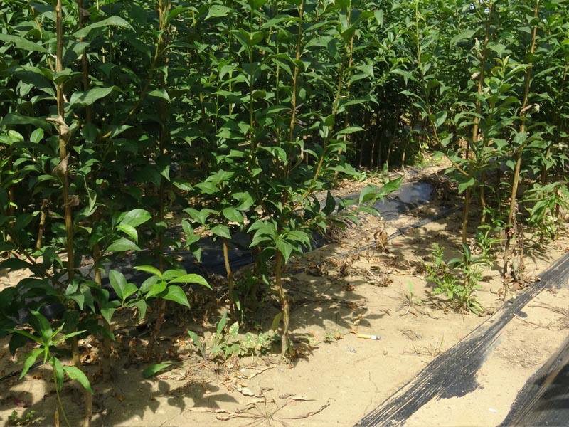 西梅皇后西梅苗基地直销包成活技术指导现挖现发可签合同