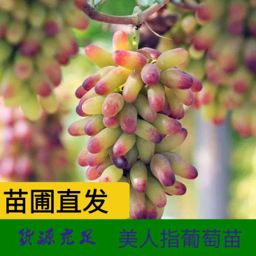 美人指葡萄苗基地直销现挖现发南北方种植可签合同放心苗