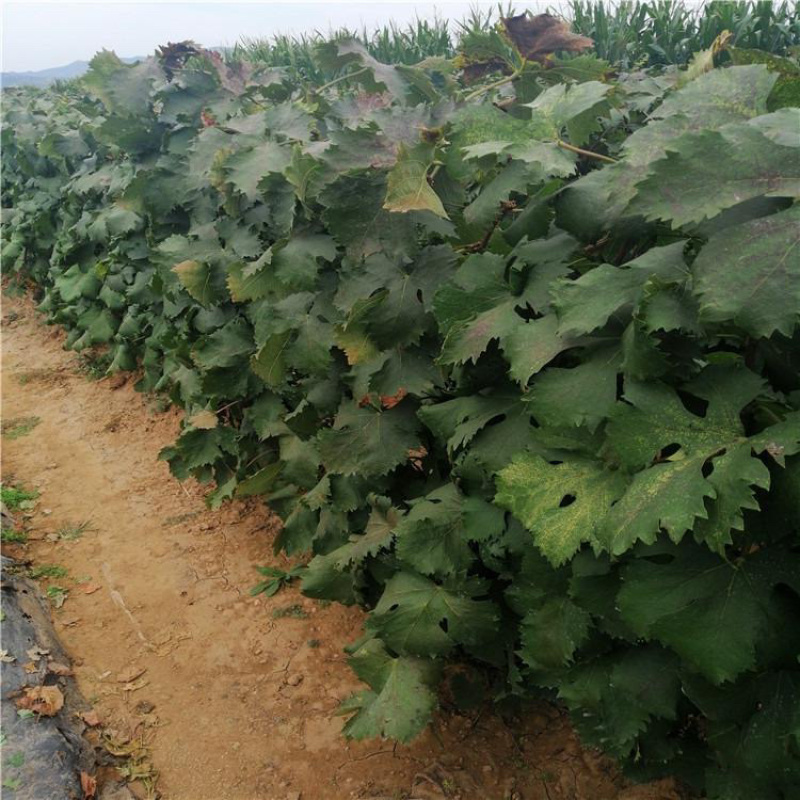 美人指葡萄苗基地直销现挖现发南北方种植可签合同放心苗