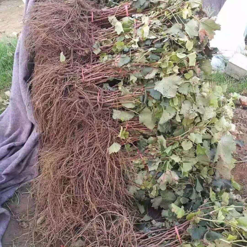 嫁接蓝宝石葡萄苗南北方种植包成活技术指导可签合同