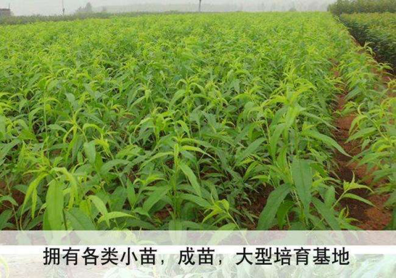 嫁接血桃苗南北方种植包成活技术指导可签合同放心苗