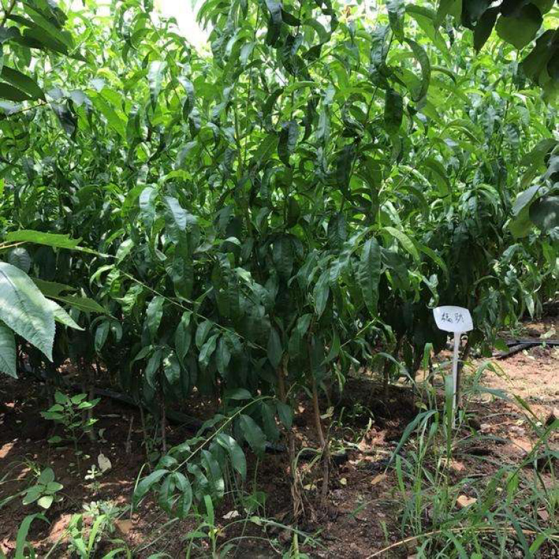 嫁接血桃苗南北方种植包成活技术指导可签合同放心苗