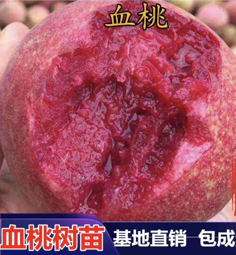 嫁接血桃苗南北方种植包成活技术指导可签合同放心苗