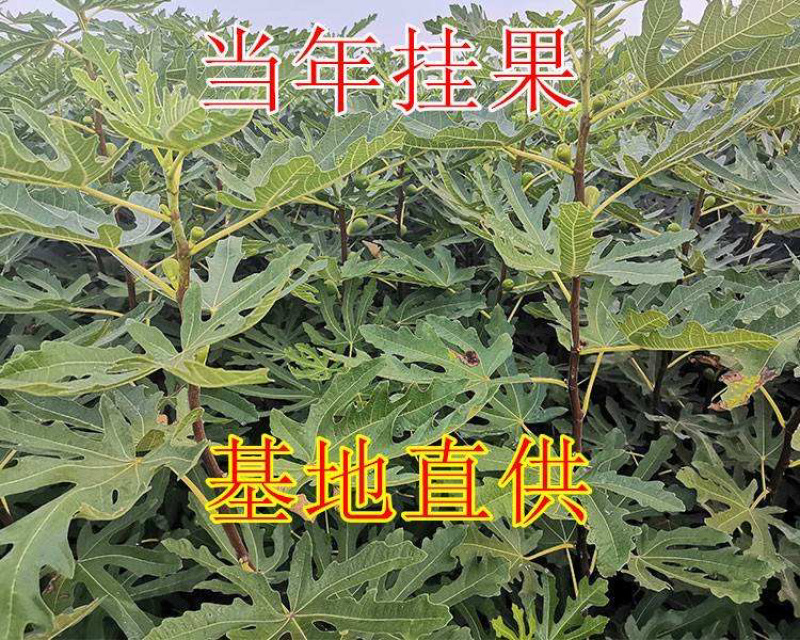 布兰瑞克无花果苗南北方种植包成活技术指导可签合同