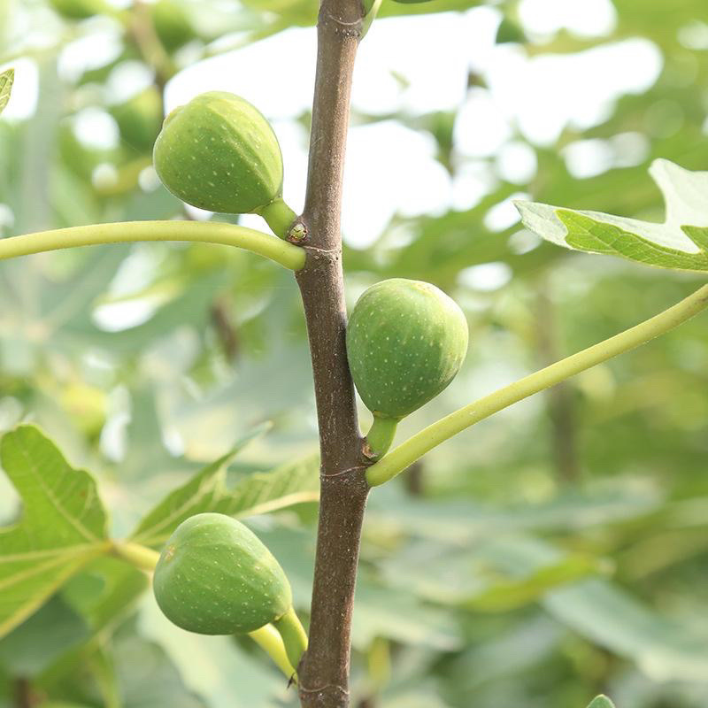 布兰瑞克无花果苗南北方种植包成活技术指导可签合同