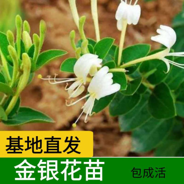 优质金银花苗基地现挖现发包成活技术指导可签合同放心苗