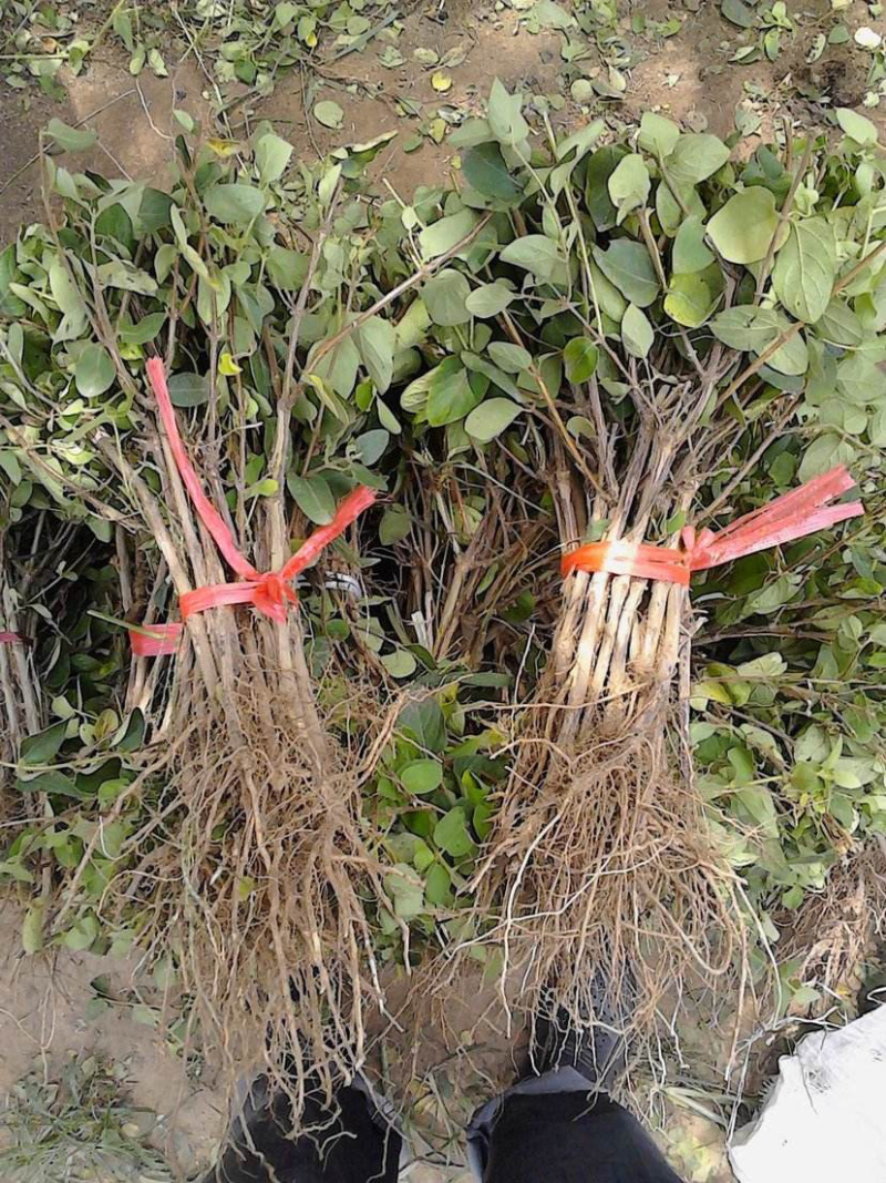 优质金银花苗基地现挖现发包成活技术指导可签合同放心苗