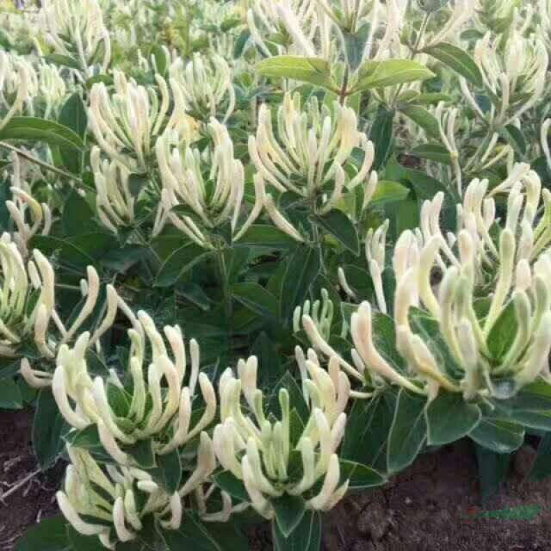优质金银花苗基地现挖现发包成活技术指导可签合同放心苗