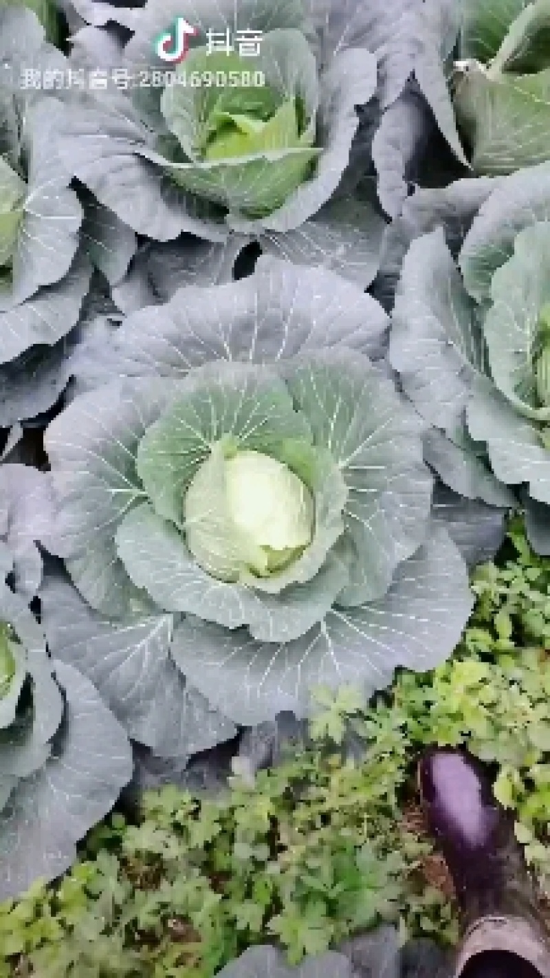 湖北省利川优质莲花白