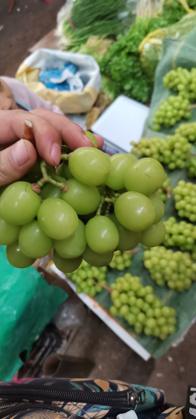 云南楚雄阳光玫瑰葡萄，品质保障，产地直发，批发一件代发