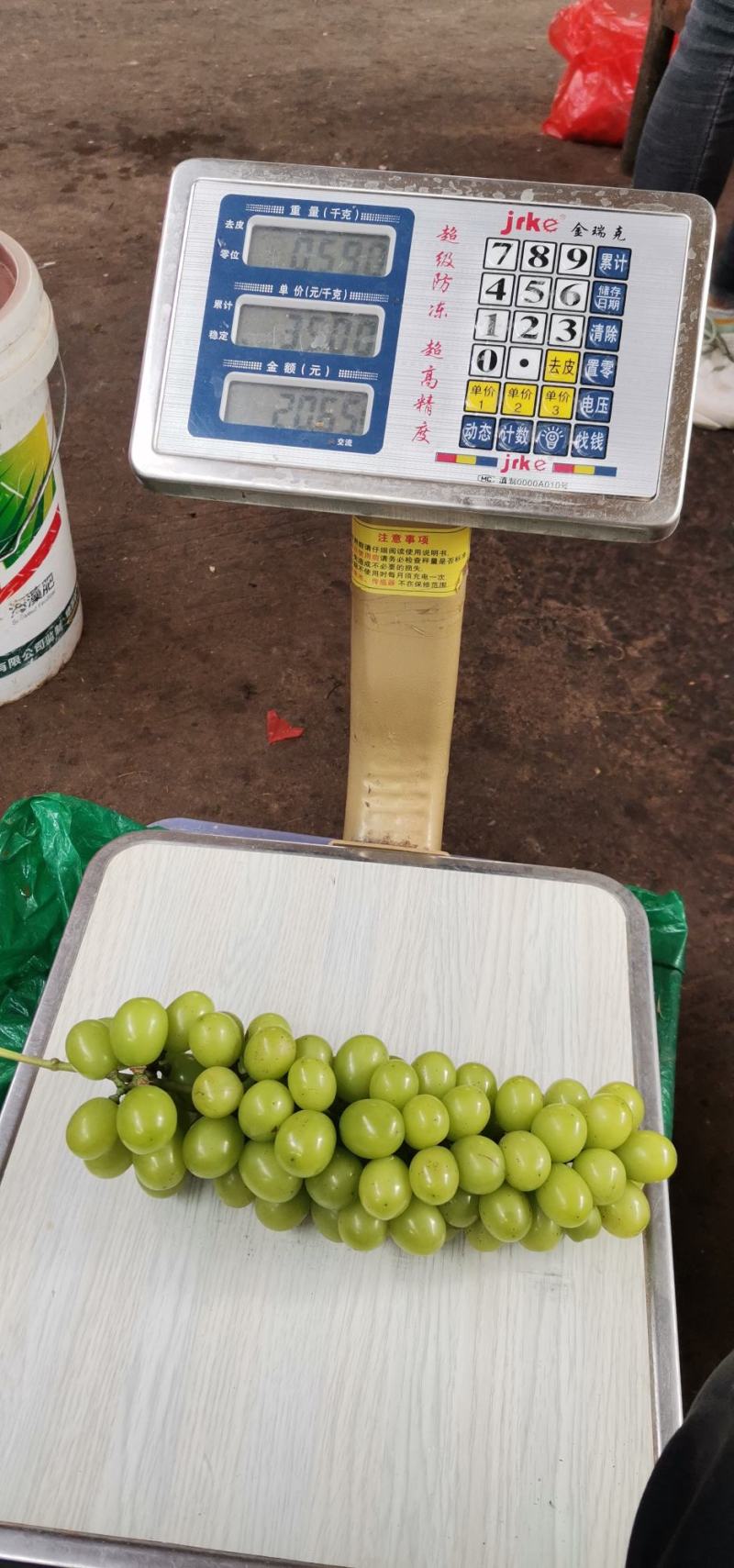 云南楚雄阳光玫瑰葡萄，品质保障，产地直发，批发一件代发