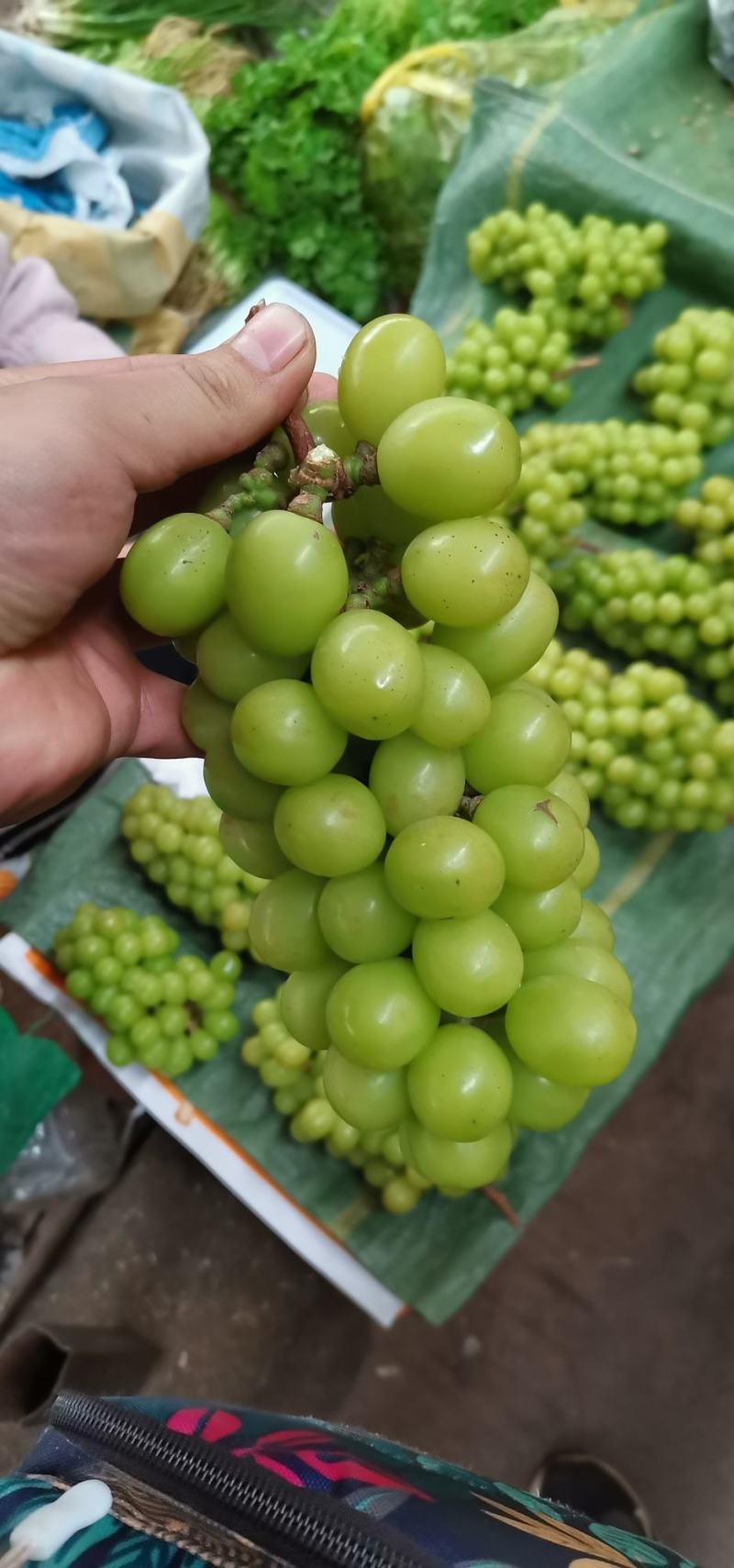云南楚雄阳光玫瑰葡萄，品质保障，产地直发，批发一件代发