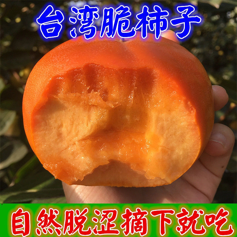 日本甜柿台湾甜柿子苗基地现挖现发包成活技术指导