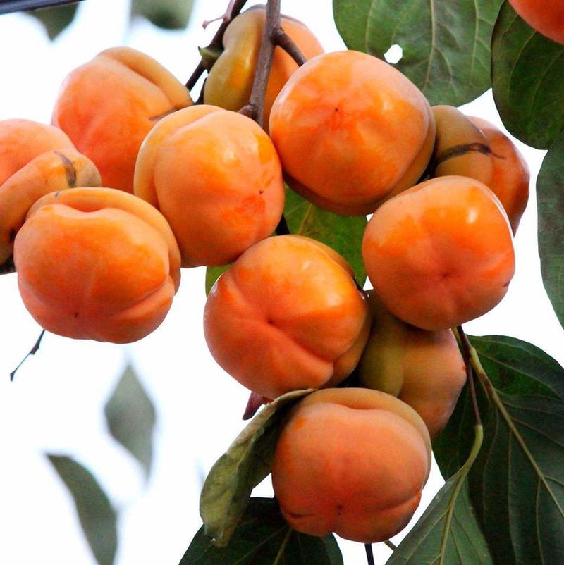 日本甜柿台湾甜柿子苗基地现挖现发包成活技术指导