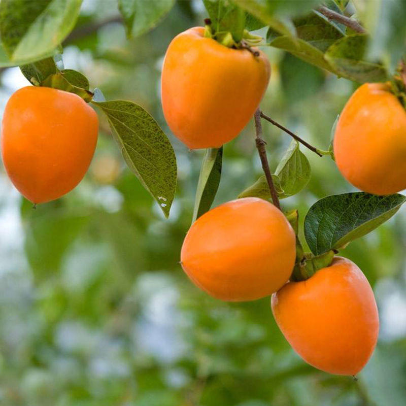 日本甜柿台湾甜柿子苗基地现挖现发包成活技术指导