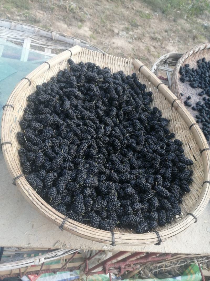 桑葚子桑椹干水洗无沙无杂质产地直发一手货源一件代发长期供