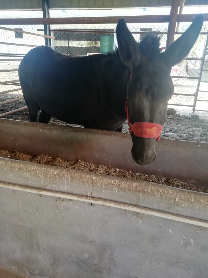 肉驴，德州驴，改良驴，肉驴驴苗，种驴驴苗，长势快，好饲养