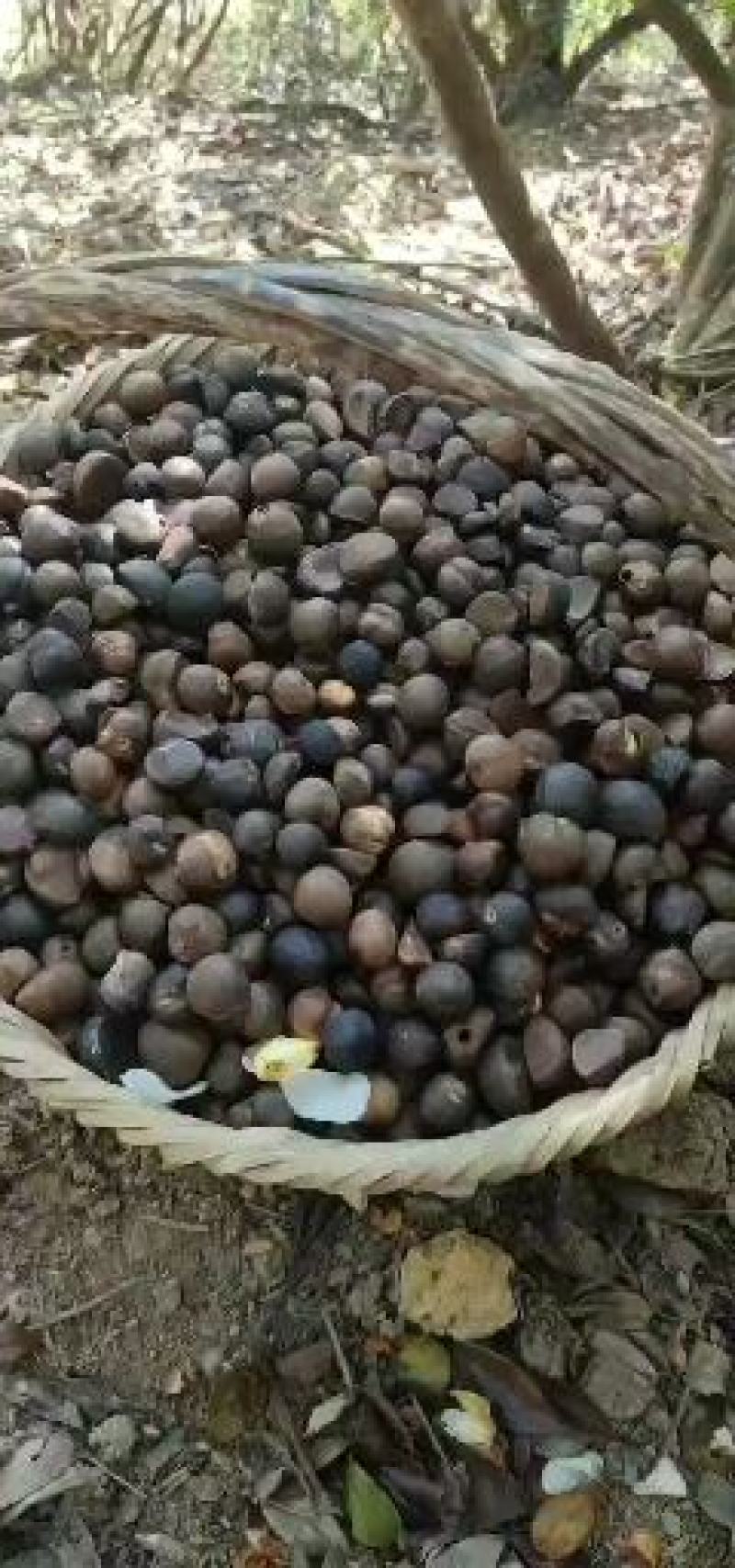 全干手摘果籽