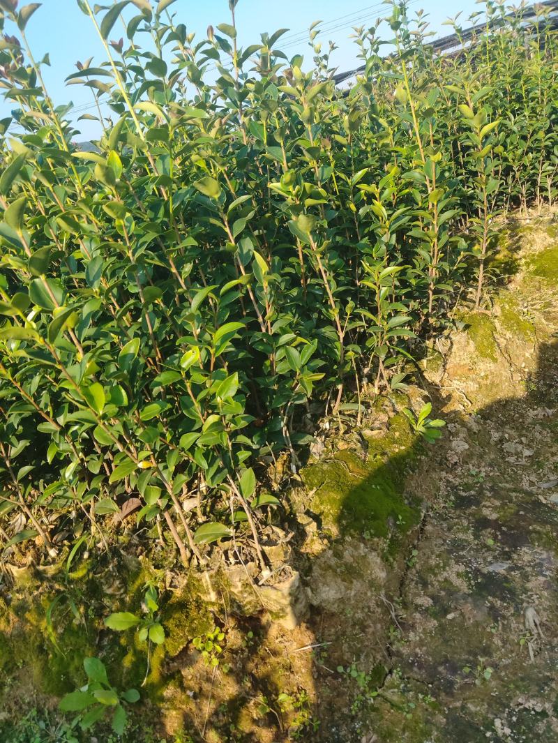 【自家基地发货】【顺丰包邮】长林4号40号53高产油茶苗