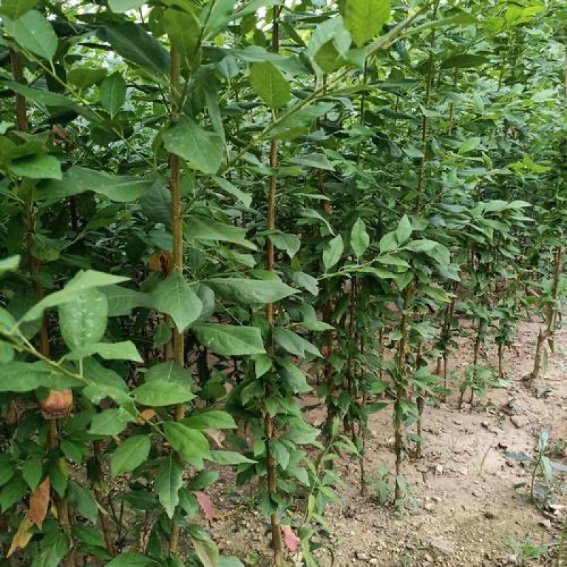 恐龙蛋李子苗基地现挖现发南北方种植包成活技术指导