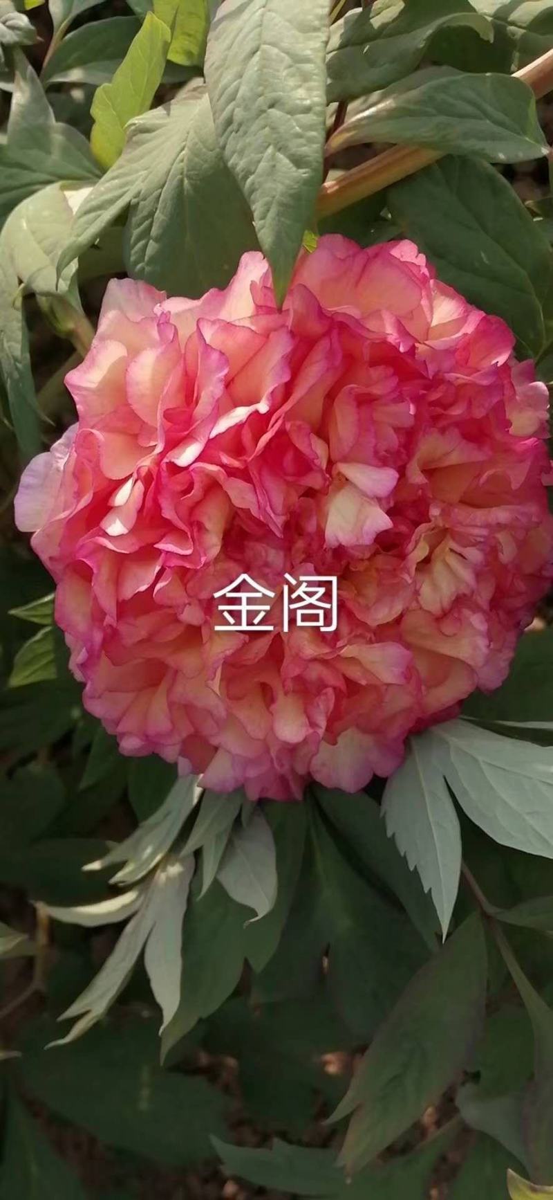 菏泽观赏牡丹苗大量批发