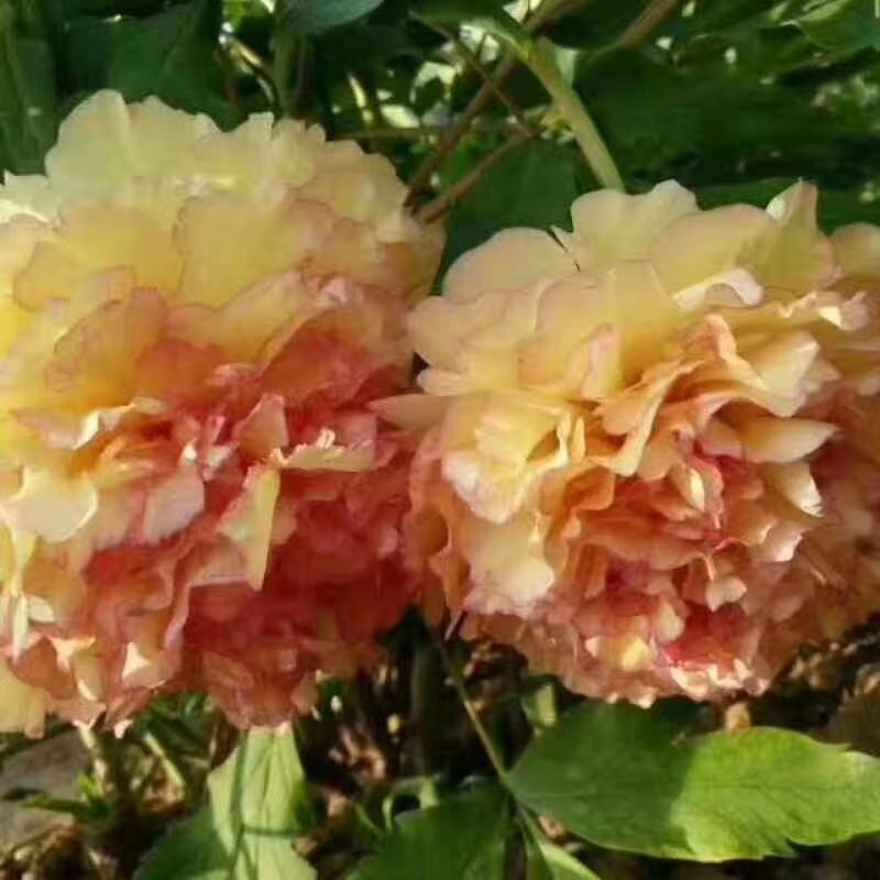 菏泽观赏牡丹苗大量批发