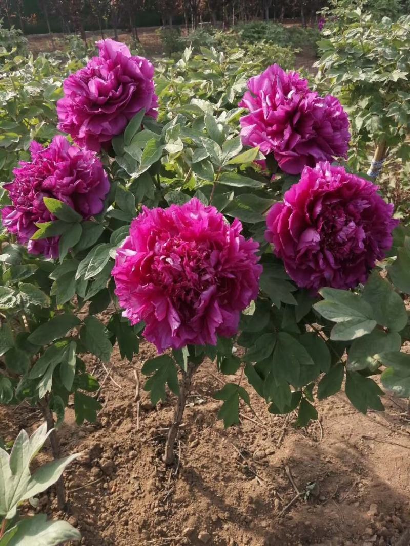 菏泽观赏牡丹苗大量批发