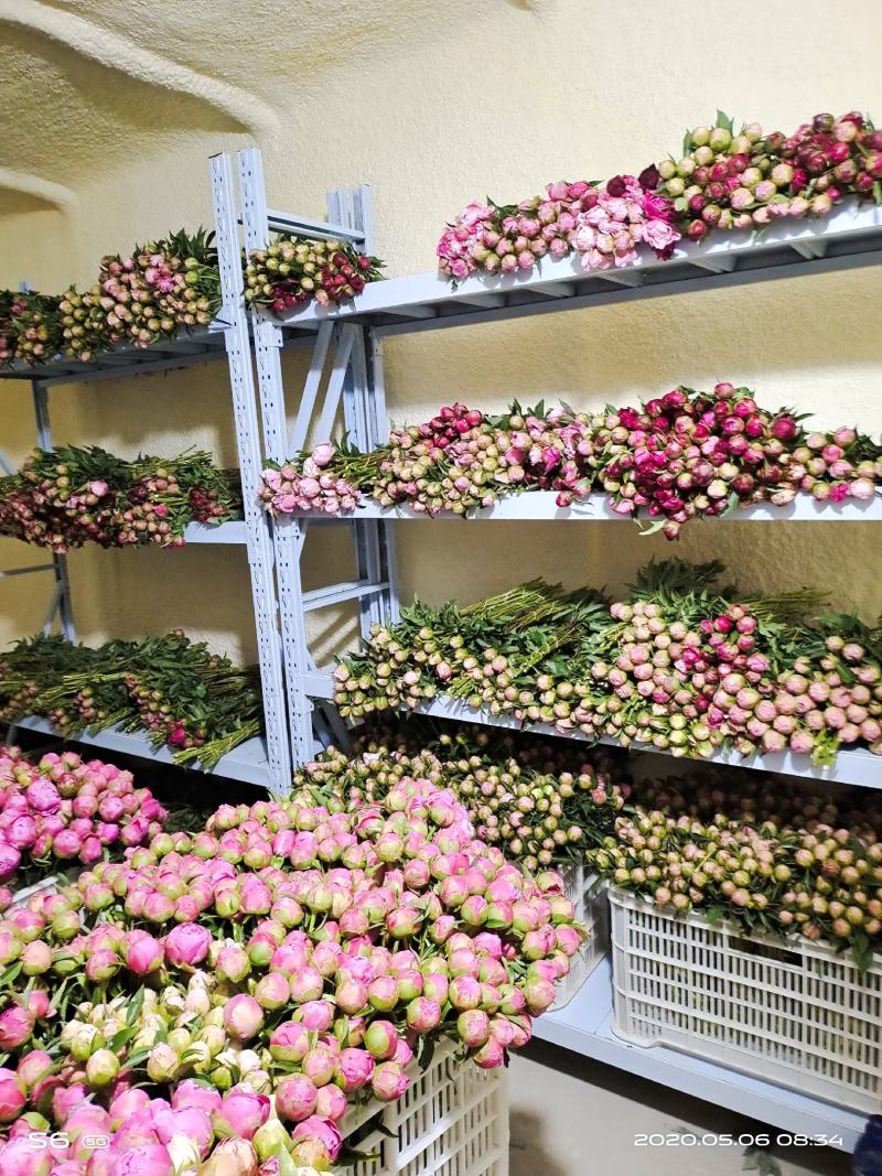 菏泽观赏牡丹苗大量批发
