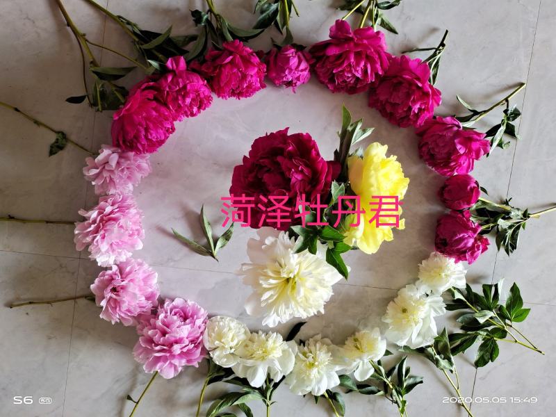 菏泽观赏牡丹苗大量批发