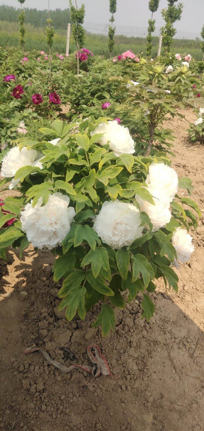 菏泽观赏牡丹苗大量批发