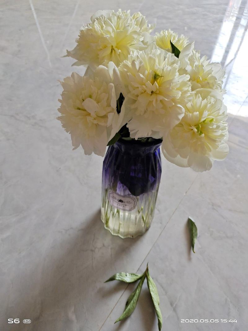 菏泽观赏牡丹苗大量批发