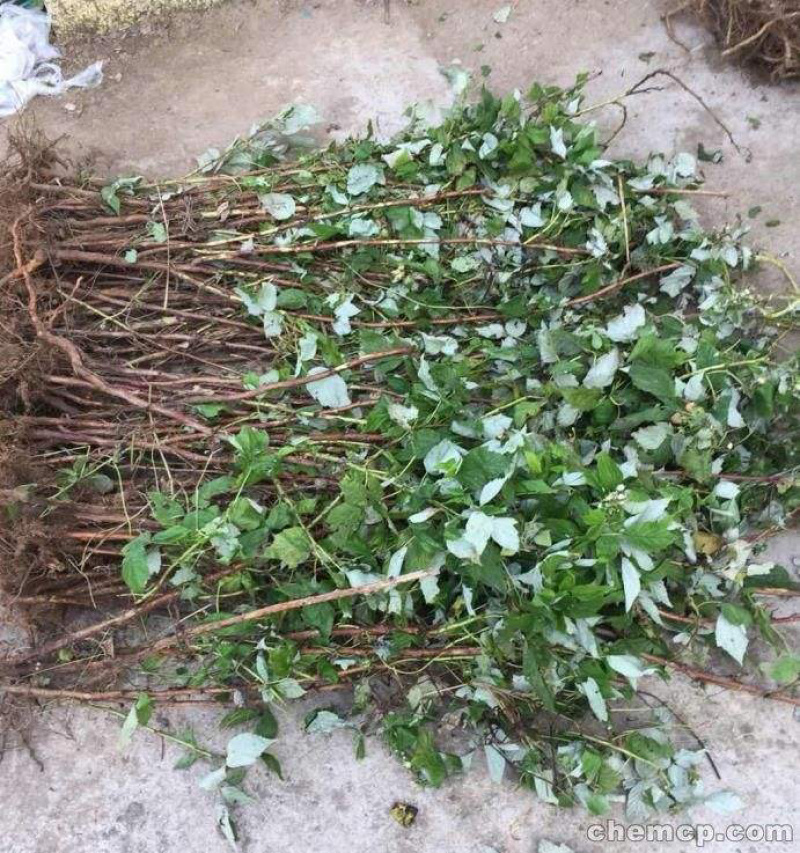 优质树莓苗可以吃的树莓苗基地现挖现发包成活技术指导