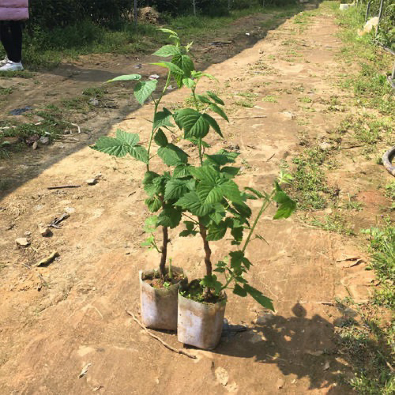 优质树莓苗可以吃的树莓苗基地现挖现发包成活技术指导