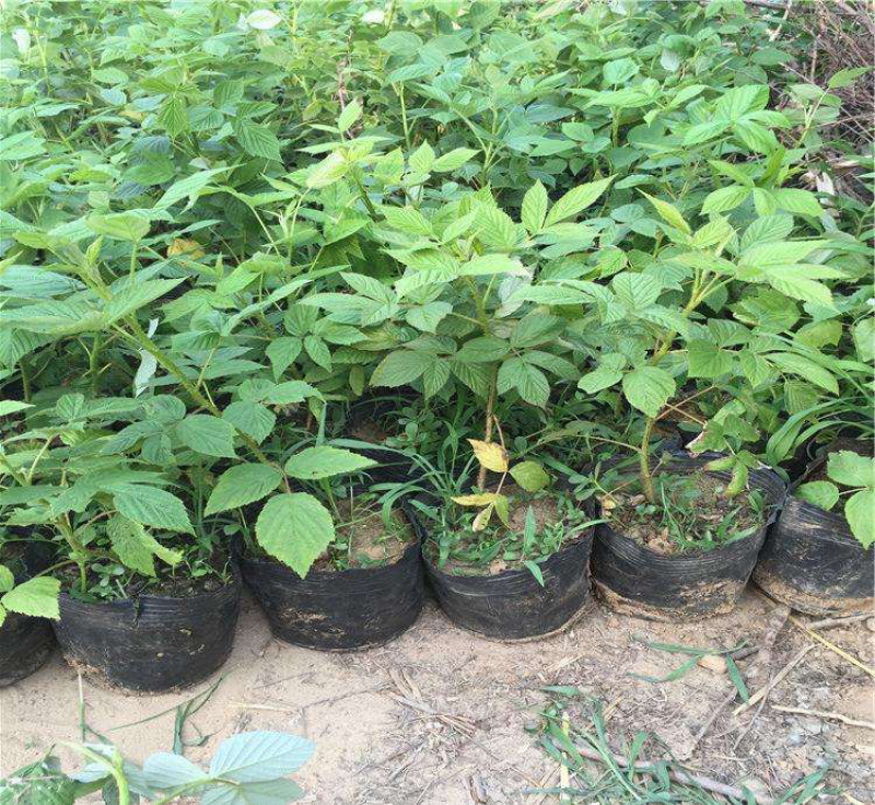 优质树莓苗可以吃的树莓苗基地现挖现发包成活技术指导