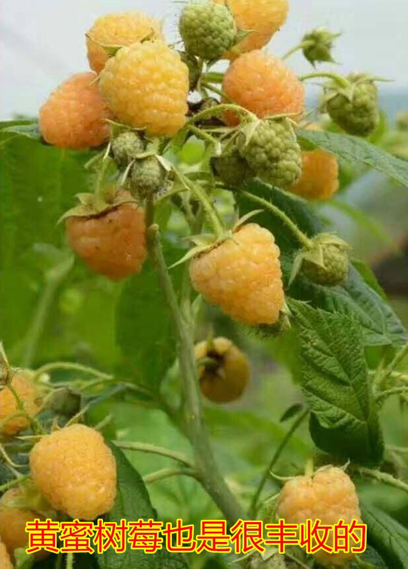 优质树莓苗可以吃的树莓苗基地现挖现发包成活技术指导
