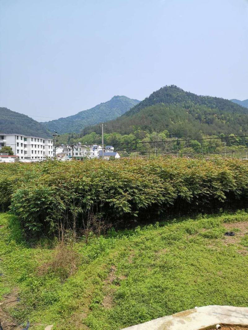 南酸枣苗，鼻涕果苗五眼果苗，所有产品包邮发货，欢迎光临。
