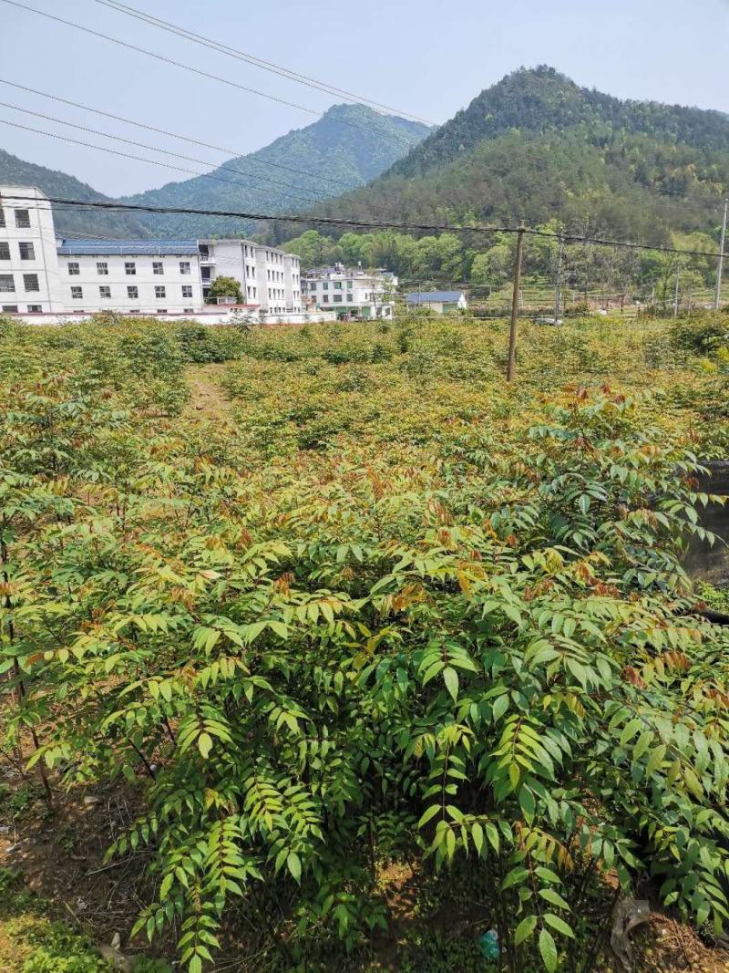 南酸枣苗，鼻涕果苗五眼果苗，所有产品包邮发货，欢迎光临。