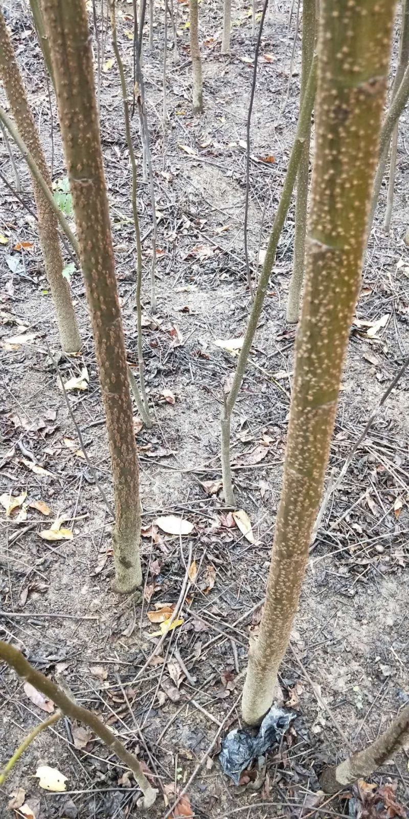 南酸枣苗，鼻涕果苗五眼果苗，所有产品包邮发货，欢迎光临。