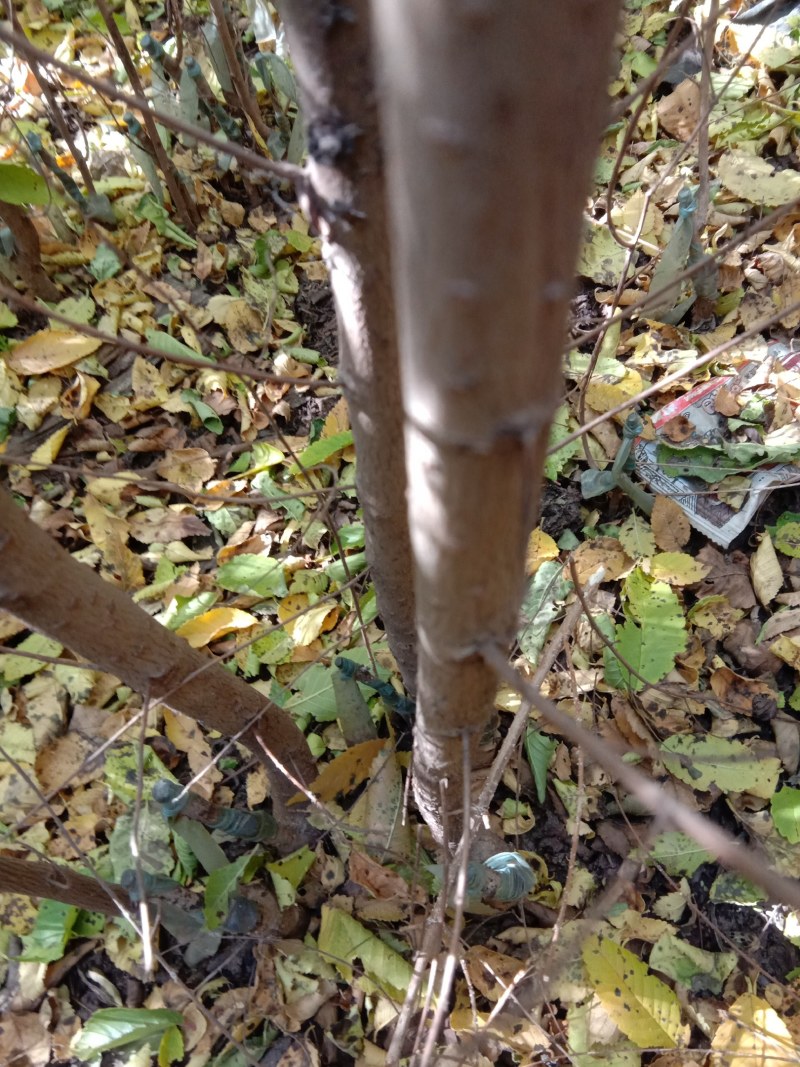 白榆二年生大量出售中