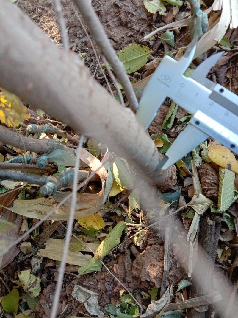 白榆二年生大量出售中